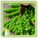 Legumes Alshifaa Sources (18)