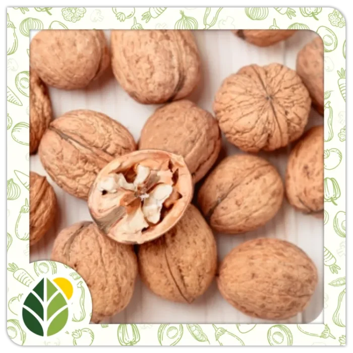 Nuts Alshifaa Sources (12) Nuts Alshifaa Sources (12)