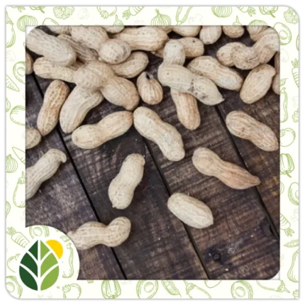 Nuts Alshifaa Sources (16)