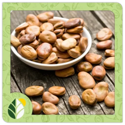 Legumes Alshifaa Sources (2)