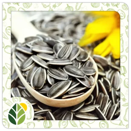 Nuts Alshifaa Sources (15)