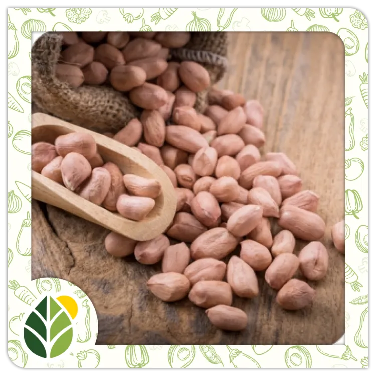 Nuts Alshifaa Sources (19) Nuts Alshifaa Sources (19)